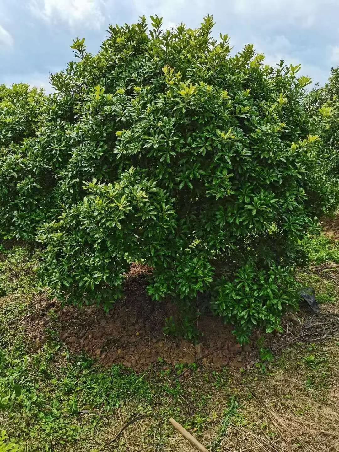 5公分四季桂桂花  广东断过根杨梅树，福建断根杨梅，容器杨梅