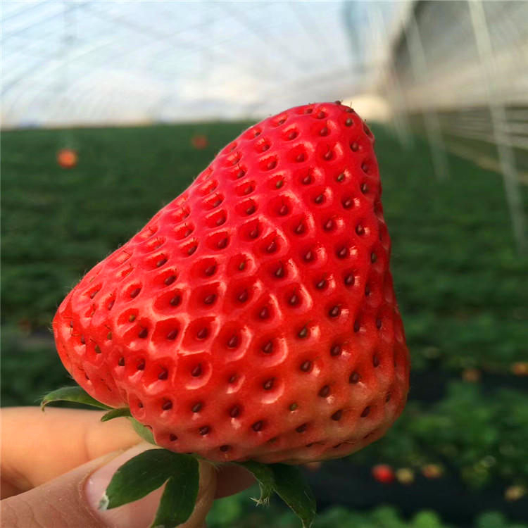 甜宝草莓苗 宁玉草莓苗批发 妙香3号草莓苗基地 香野草莓苗