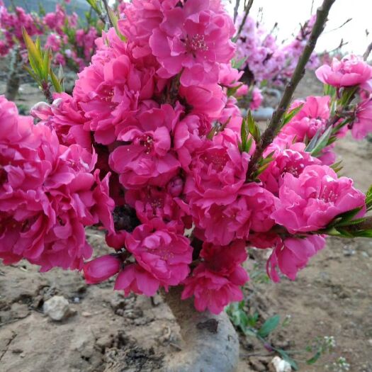 平邑县寿星桃苗  《现挖现发》盆栽造型寿桃花，桃梅花:带花苞、带原土发货包邮