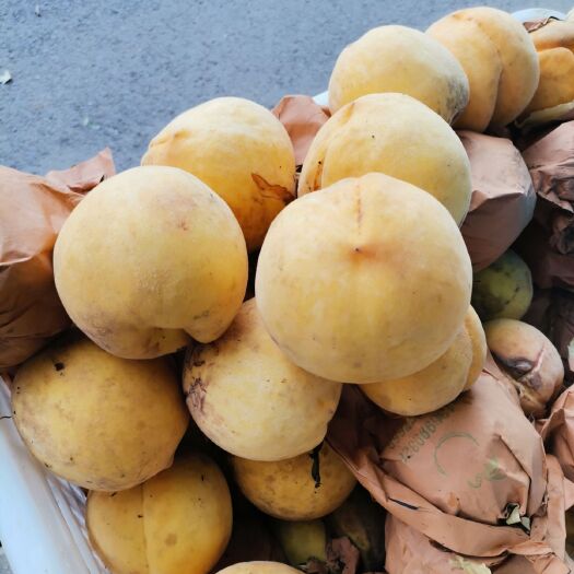 叶县皇贵妃黄桃  个大脆甜，支持批发快递零售，自己家种的数量多
