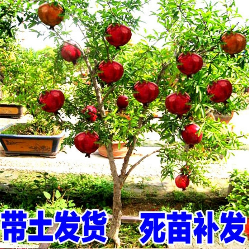 突尼斯软籽石榴树苗  突尼斯软籽黑石榴蒙自石榴树树苗特大果树盆栽地栽庭院当年结果苗