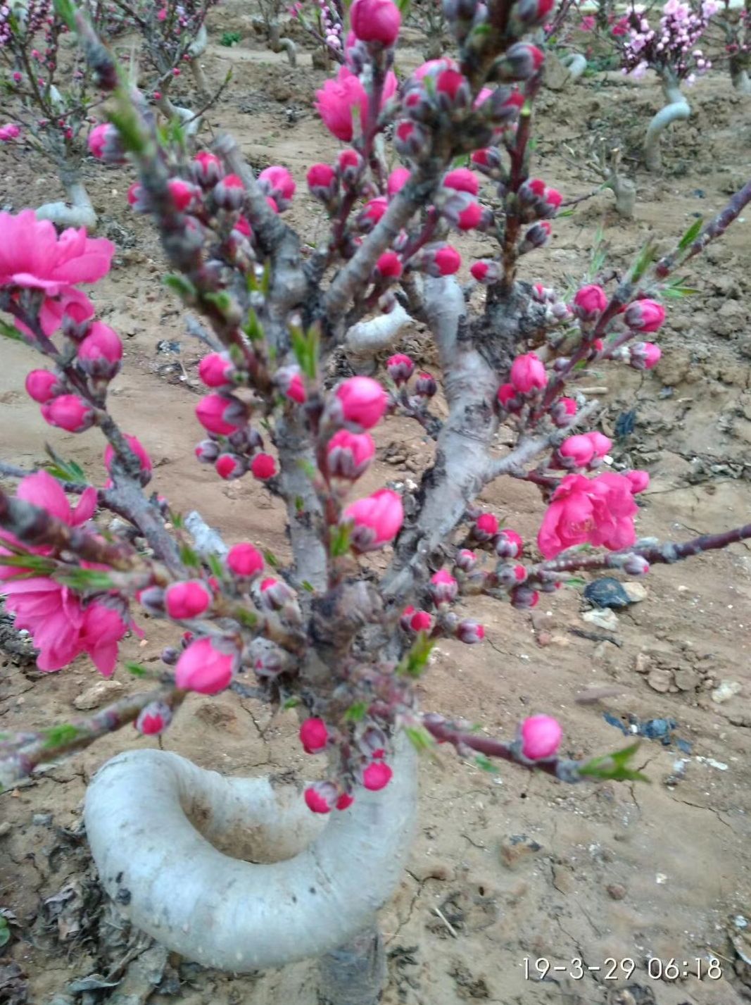 寿星桃苗《现挖现发》盆栽造型寿桃花,桃梅花:带花苞,带原土发货包邮