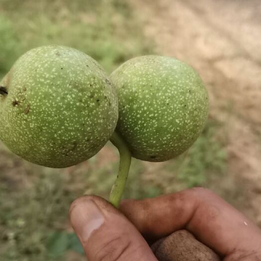古县青皮核桃 核桃