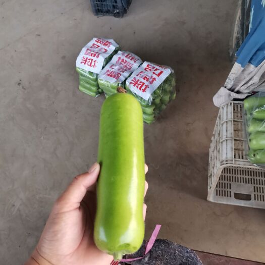 邯郸瓠瓜  瓠子