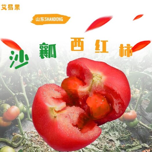莘县硬粉西红柿  沙瓤西红柿酸甜多汁山东直发