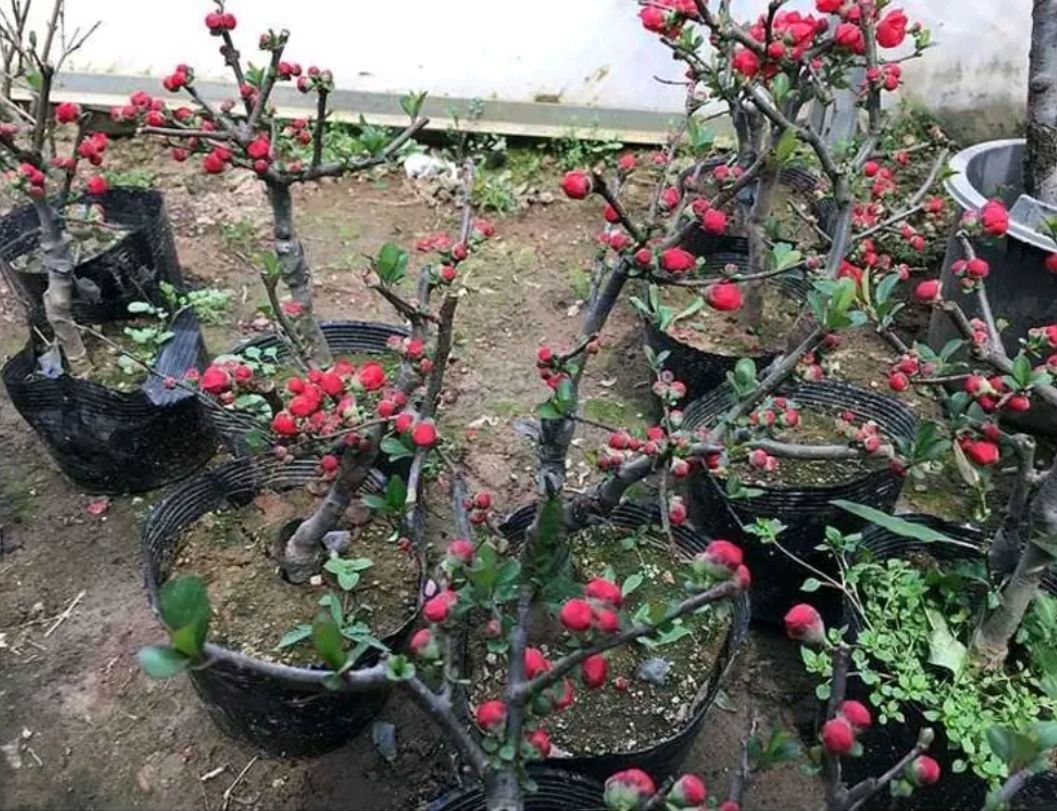 北美海棠  盆栽海棠花:基地直销包邮