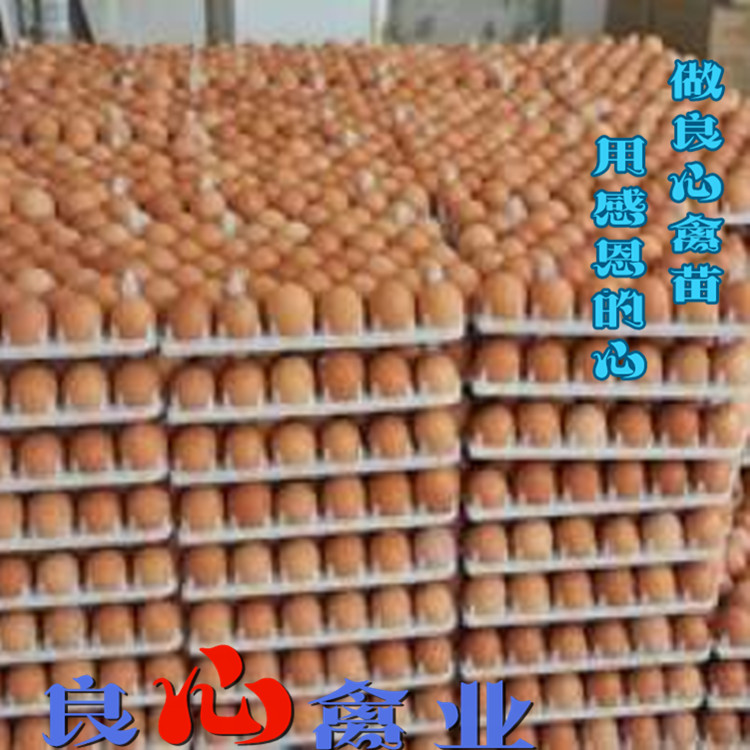 海兰褐壳蛋鸡基地直卖蛋鸡苗红毛蛋鸡苗绿壳蛋鸡苗三黄鸡苗土鸡苗