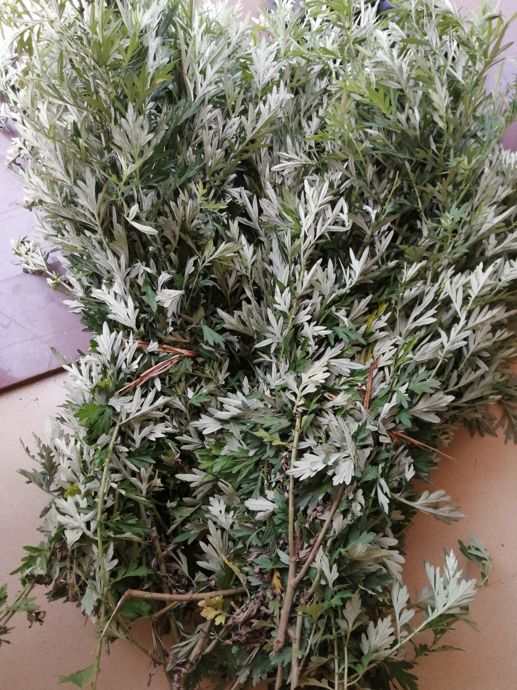  有干湿艾叶，艾根，农村宝药，欢迎各大批发商采购