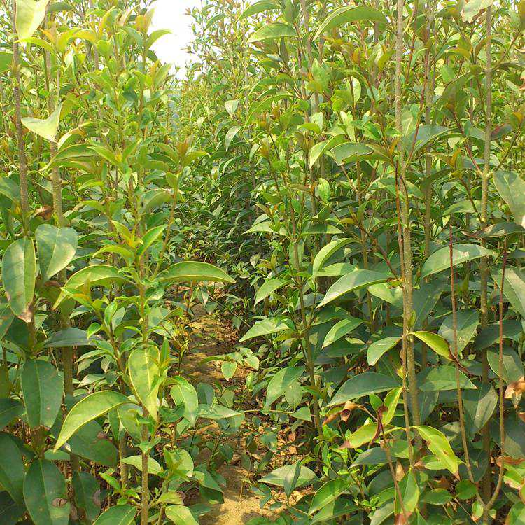 大叶女贞苗大叶女贞工程苗占地苗四季常青南北方种植耐寒耐冻