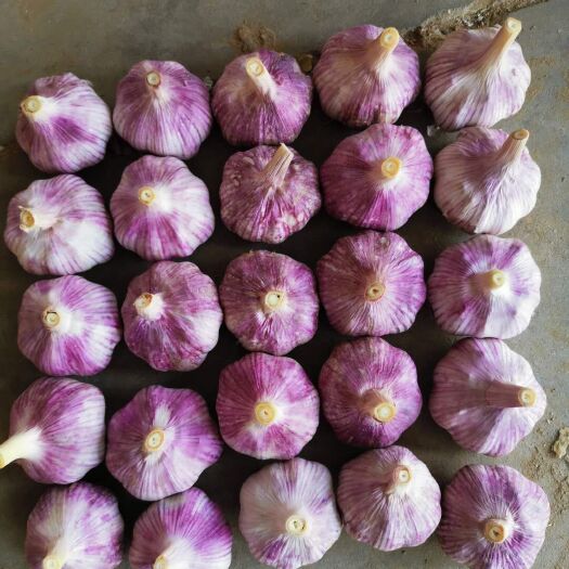金乡大蒜  鑫豪蒜业
