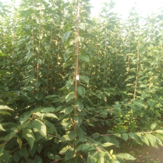 岐山县 精品大樱桃苗