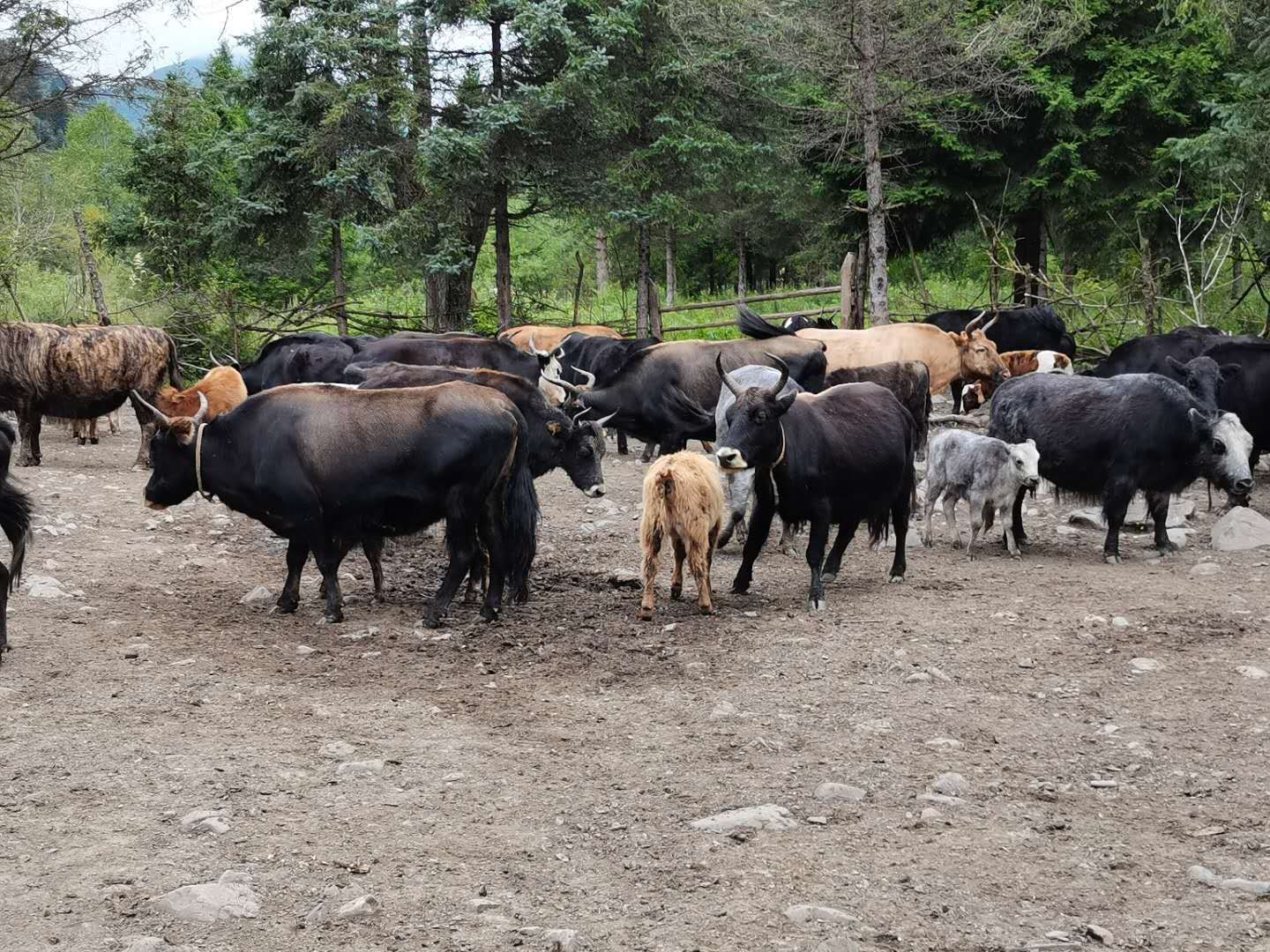 宕昌县优质牛犊，大犏牛需要的老板联系