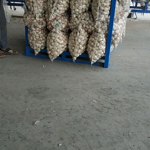 徐州白玉米粒  大蒜