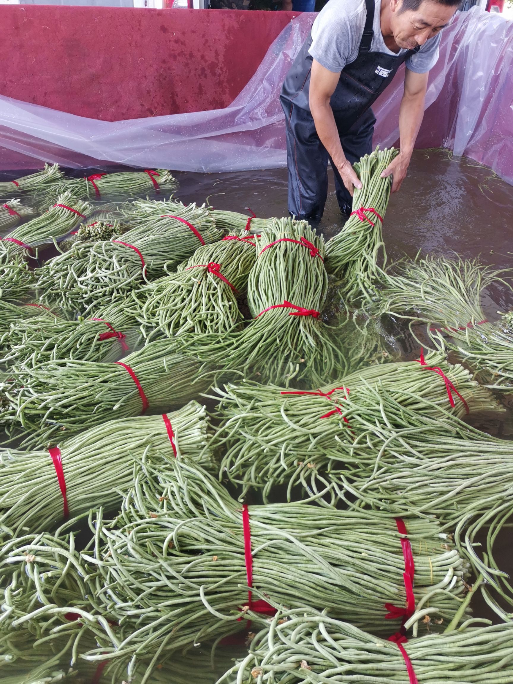 长豇豆 长豆角大量上市了