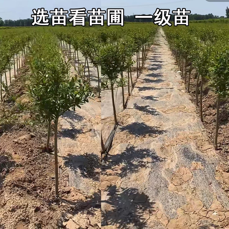 突尼斯软籽石榴树苗  突尼斯软籽黑石榴蒙自石榴树树苗特大果树盆栽地栽庭院当年结果苗