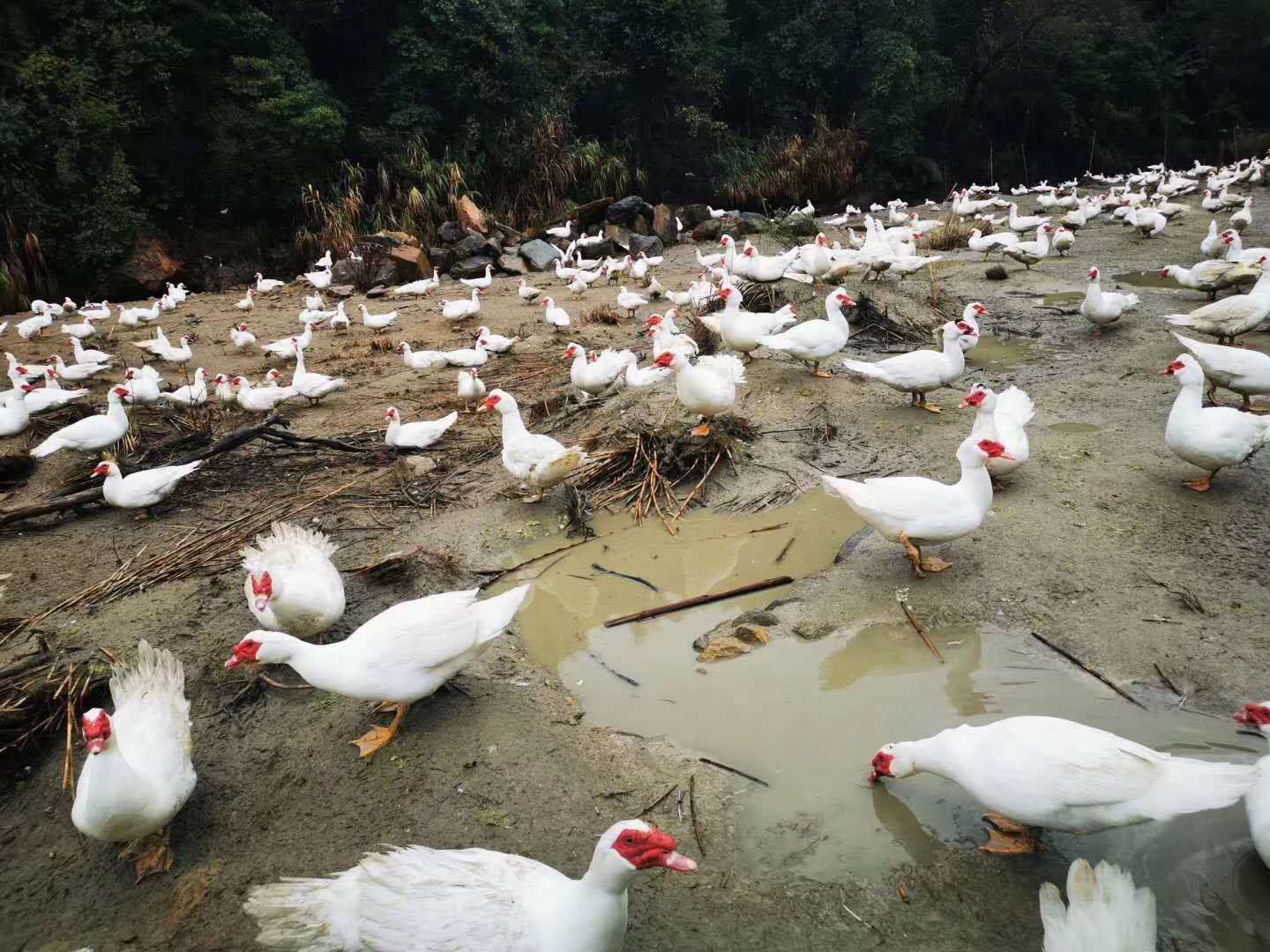 厂价直销大种白番鸭出壳苗活体白羽番鸭苗包做出壳疫苗包运输