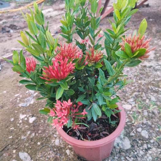普宁市小叶龙船花盆苗袋苗观花灌木 花期5-7月花序顶生 花冠红色