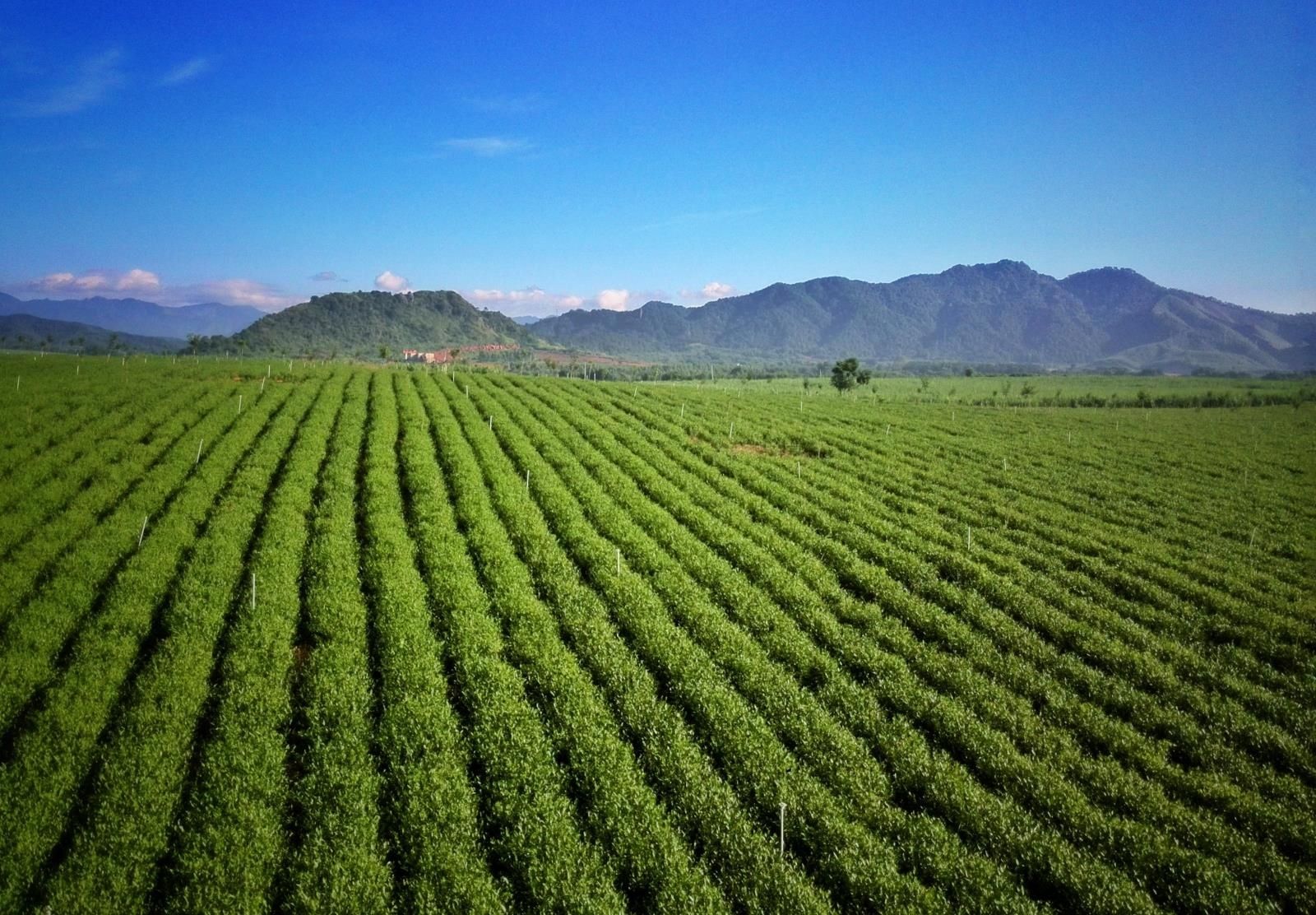 工夫红茶  十二号红茶20年春茶 韶逸红茶叶