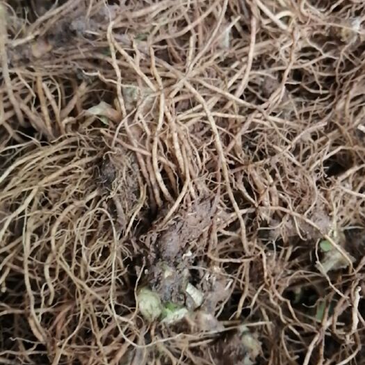 灵山县地胆草 地胆头玉叶金花上树龙干货鲜货