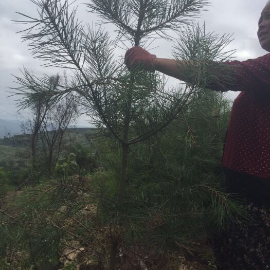 天水陕西白皮松 老板，只要你诚心要。农民伯伯辛辛苦苦自己栽培种的。价钱好商量