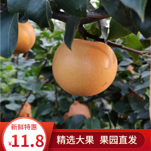 莱西市山东莱西丰水梨新鲜水果秋月梨批发包邮