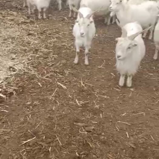 乌前旗百草羊  内蒙古羊肉