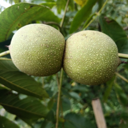 景东县 饱满的核桃