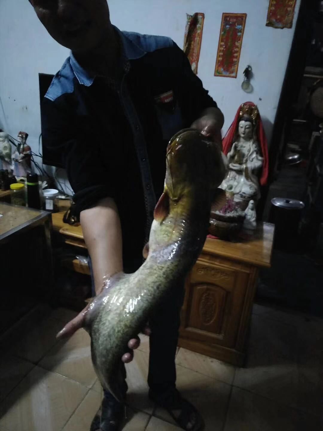 胡子鲶  大量现货批发黄鲶鱼苗