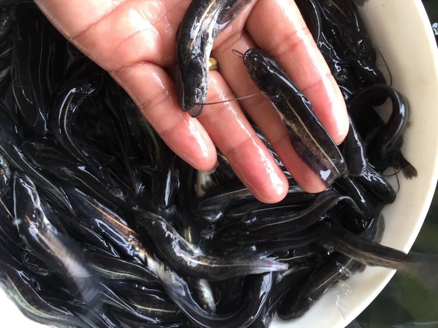 胡子鲶  大量现货批发黄鲶鱼苗