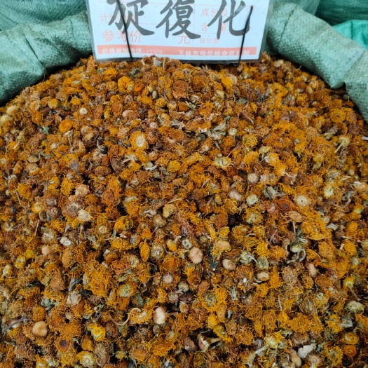 玉林菊花茶   中药材 旋复花 旋覆花 金钱菊 花伏花 旋覆花粉 原生新货