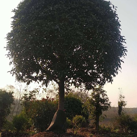 咸宁高杆桂花树，米径8一25公分，分枝1.8米高，质量好，价格优