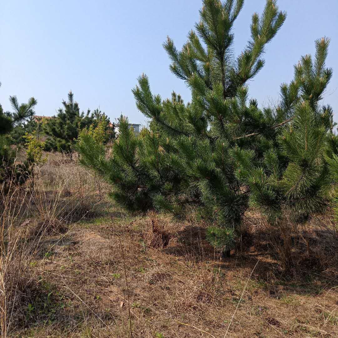  基地直供优质黑松苗