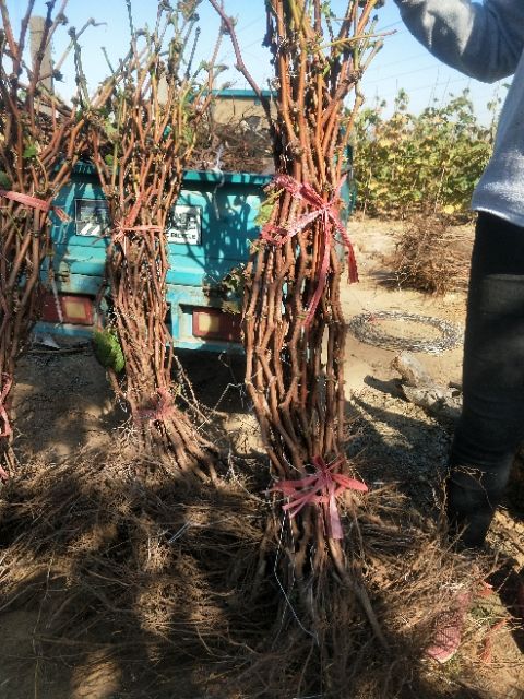 巨峰葡萄苗  2年生当年挂果自家培育葡萄苗   1-10年