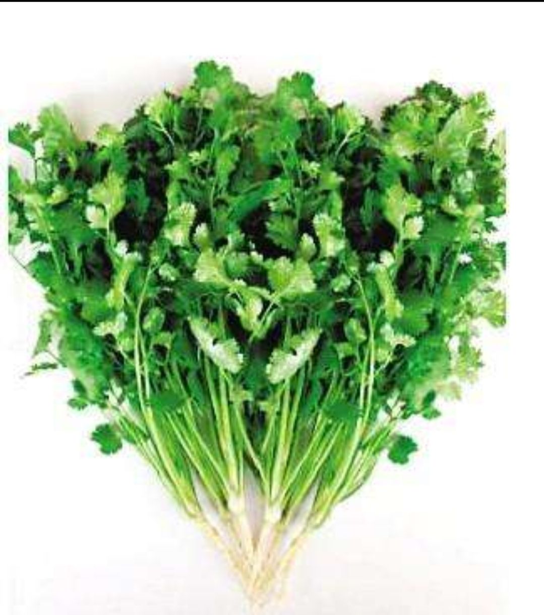 大叶香菜 精品香菜