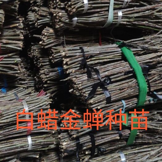 滨州金蝉  孵化条、幼苗、白蜡卵枝、种苗