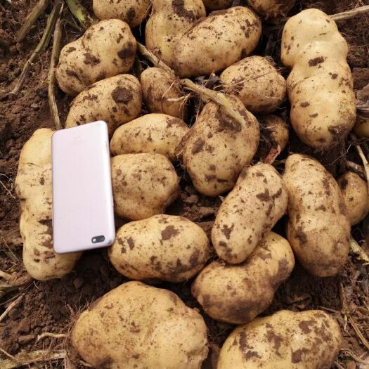 巴林左旗荷兰806  优质806现货  新上市  冬季大量库存
