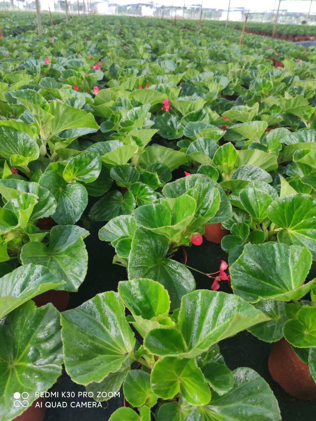 四季海棠 大花海棠盆栽叶片为心形花色亮艳花朵大 根系发达