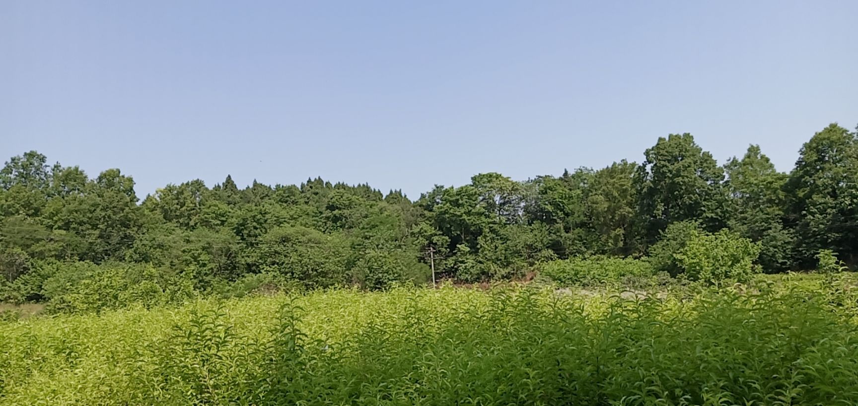 毛桃苗 嫁接钻木 桃苗 桃树苗 桃子苗 实生苗