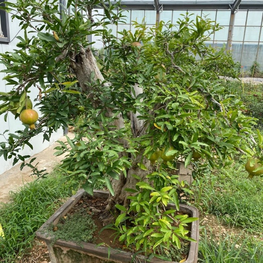 平邑县 精品老桩石榴盆景。见图如见实物。棵棵专业造型修剪而成！