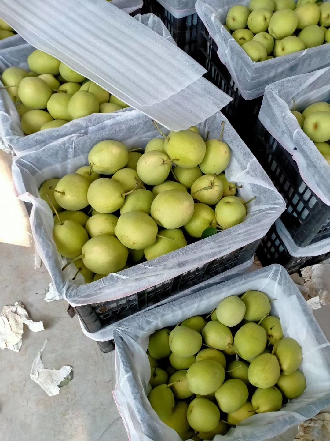  长把梨 山东梨