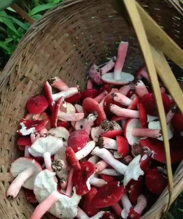 武夷山野生红菇