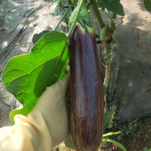 四平市梨树县精品花都茄子