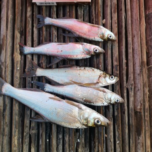 东平县翘嘴鲌鱼  餐鲦鱼  开肚白条，翘嘴，冻板鲜货都有