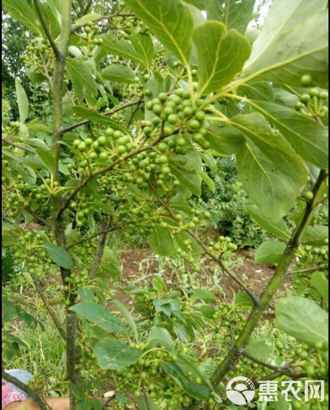 山胡椒油 大量出售野生，木姜子，山胡椒。