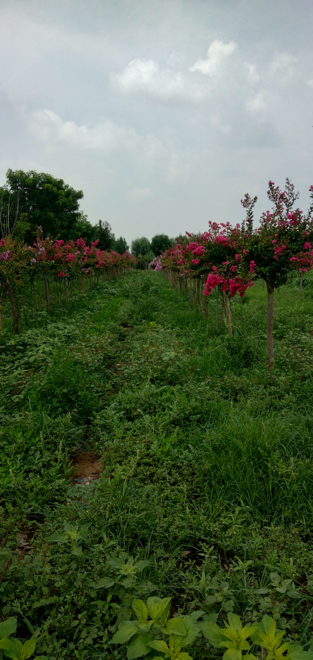 红火箭紫薇 火箭紫薇