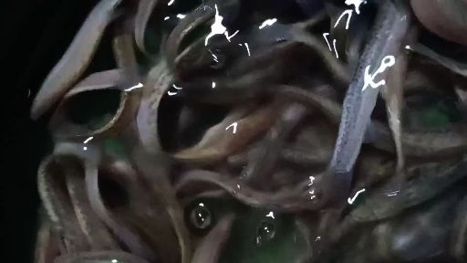 泥鳅苗，泥鳅苗，杂交泥鳅苗，量大可以免费送货。