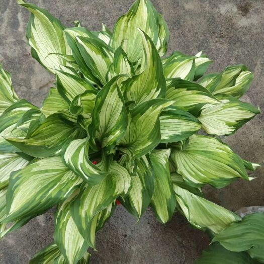 常州花叶玉簪地被植物 花叶玉簪