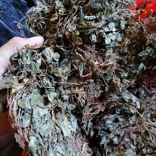 黎平县风柜斗草  山上刚刚采过来的风距斗草，风鼓草