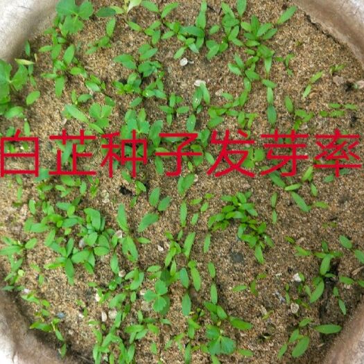 亳州白芷种子  白芷籽 白芷种植