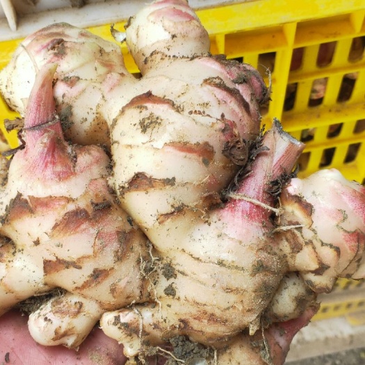 大肉姜 生姜 鲜货  产地直销货源充足质量保证